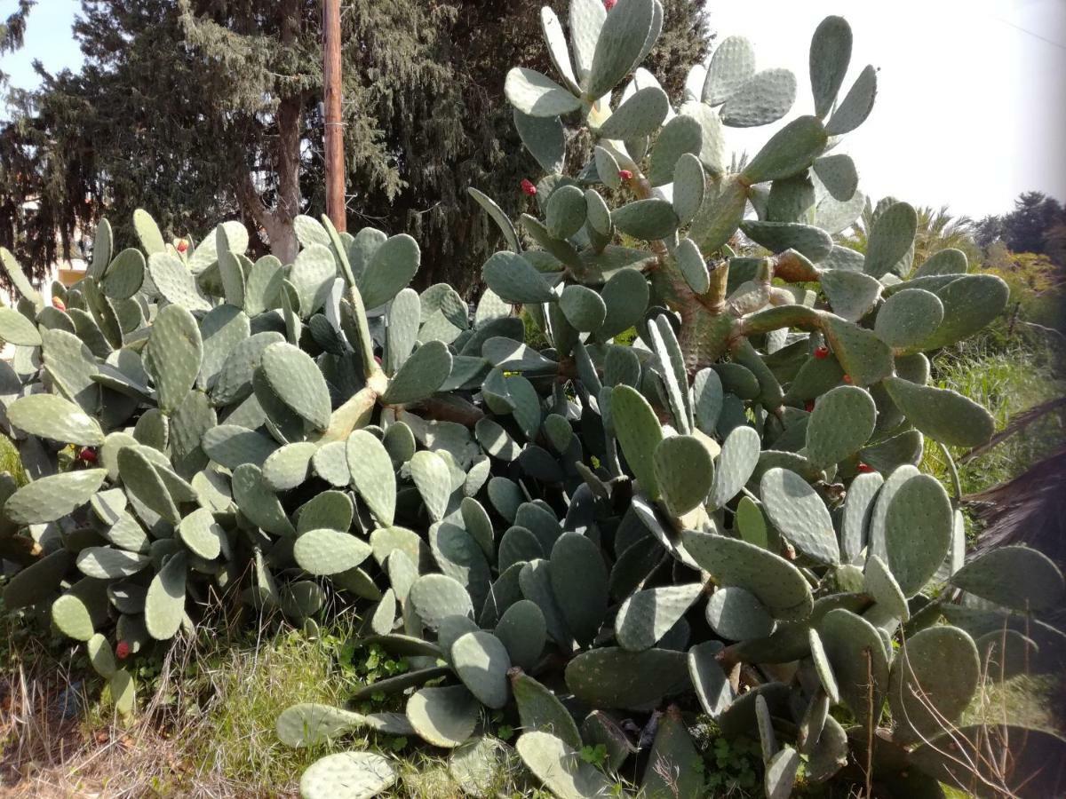 Kiriaki House Villa Pafos Dış mekan fotoğraf